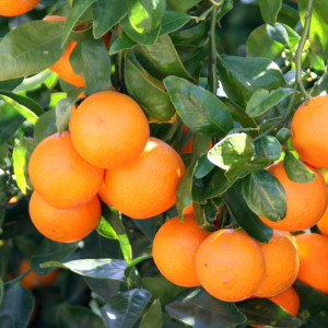 Mandarinka (Citrus reticulata)