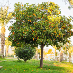 Pomerančovník (Citrus sinensis)