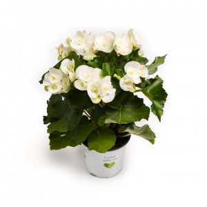 Begonie semperflorens Étoile Blanche, bílá ®
