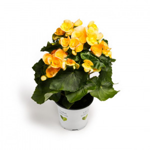 Begonie semperflorens Soleil d'Or, žoltá ®