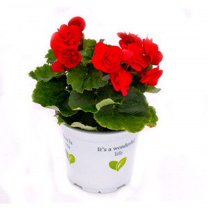 Begonie semperflorens Rouge Royale, červená ®