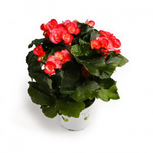 Begonie semperflorens Éclat Rosé, růžová ®