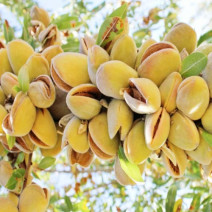 Mandle sloupovitá Baretta