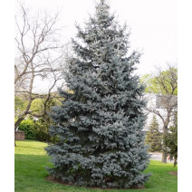 Jedle concolor (Abies concolor) v květináči P6