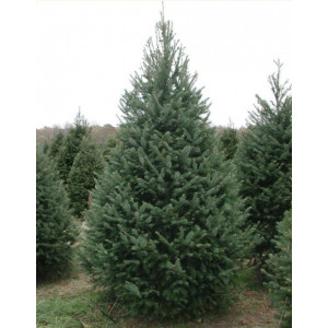 Duglaska (Pseudotsuga menziesii) v květináči P12