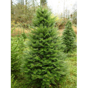 Jedle grandis (Abies grandis) v květináči C1