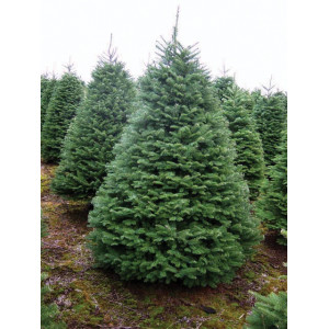 Jedle procera (Abies procera) v květináči C1