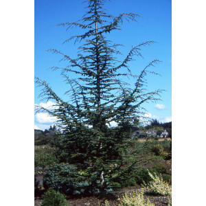 Cedr libanonský (Cedrus libani) v květináči C1