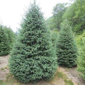 Smrk bílý kanadský (Picea glauca Nova Scotia) v květináči C1