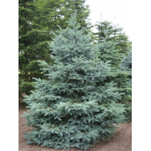 Smrk stříbrný San Juan (Picea pungens Glauca San Juan) v květináči C1