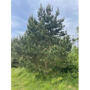 Borovice lesní (Pinus sylvestris) v květináči C1