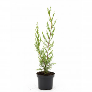 Cypřiš leylandský (Cupressocyparis leylandii) 50-60 cm, v květináči