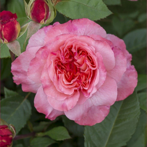 Čajohybridní růže Augusta Luise ® v květináči 3L