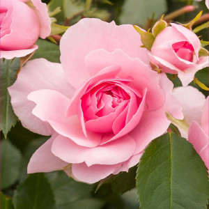 Čajohybridní růže Bonica ® v květináči 3L