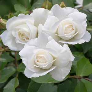 Čajohybridní růže Schneewittchen ® v květináči 3L
