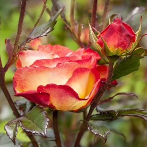 Růže floribunda Mein München v květináči 3L