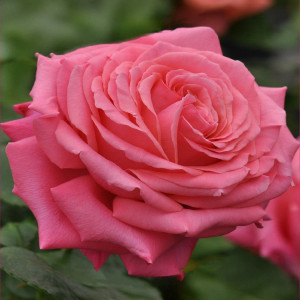 Čajohybridní růže Lila Life v květináči 3L