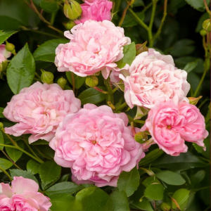 Plazivá růže The Fairy v květináči 3L