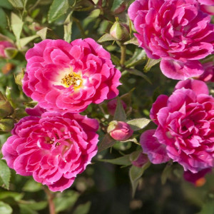 Miniaturní růže Graciously Pink ® v květináči 3L