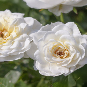 Miniaturní růže Snow Cap ® v květináči 3L