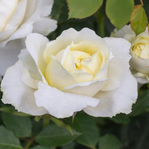Růže floribunda Kronprinsesse Mary ® v květináči 3L