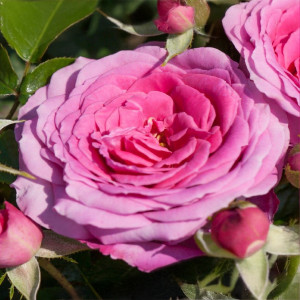 Růže floribunda Berleburg ® v květináči 3L