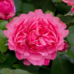 Růže floribunda Leonardo da Vinci ® v květináči 3L