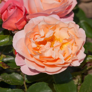 Růže floribunda Marie Curie ® v květináči 3L