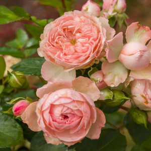Růže floribunda Pink Meilove ® v květináči 3L
