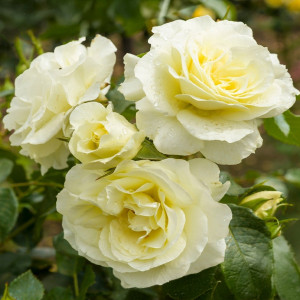 Růže floribunda White Meilove ® v květináči 3L