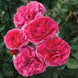 Růže floribunda Dolce ® v květináči 3L