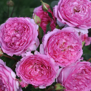 Růže floribunda Renée van Wegberg ® v květináči 3L