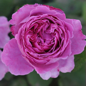 Růže floribunda Adore Aroma ® v květináči 3L