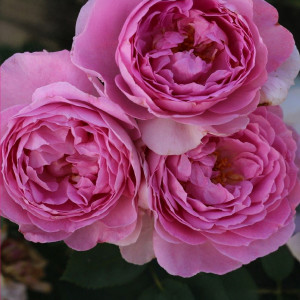 Růže floribunda Magic Aroma ® v květináči 3L