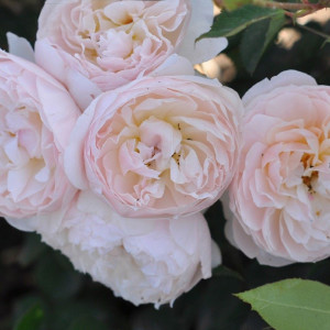 Růže floribunda Natural Aroma ® v květináči 3L