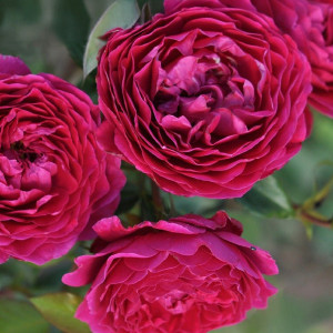 Růže floribunda Pure Aroma ® v květináči 3L