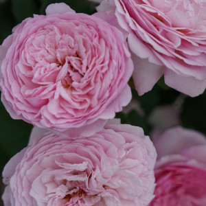 Růže floribunda Unique Aroma ® v květináči 3L