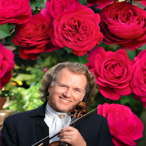Čajohybridní růže André Rieu ® v květináči 3L