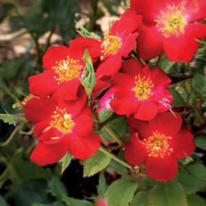 Čajohybridní růže Amulet Mella ® v květináči 3L