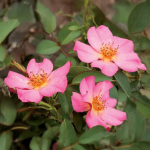 Čajohybridní růže Barbie Mella ® v květináči 3L