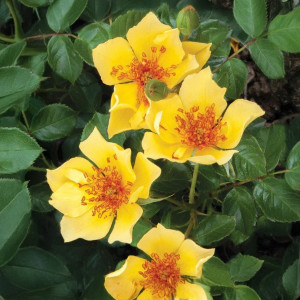 Čajohybridní růže Ducat Mella ® v květináči 3L