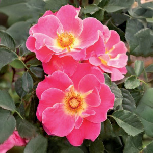 Čajohybridní růže Exotic Mella ® v květináči 3L