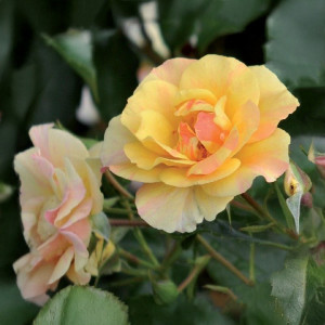 Čajohybridní růže Melitte Mella ® v květináči 3L