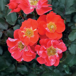 Čajohybridní růže Rubin Mella ® v květináči 3L