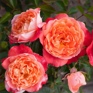 Růže floribunda Hippie Fashion ® v květináči 3L