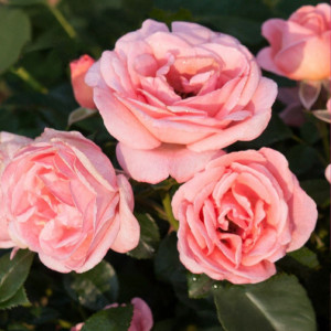 Růže floribunda Perfume Fashion ® v květináči 3L