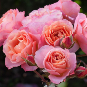 Růže floribunda Trendy Fashion ® v květináči 3L