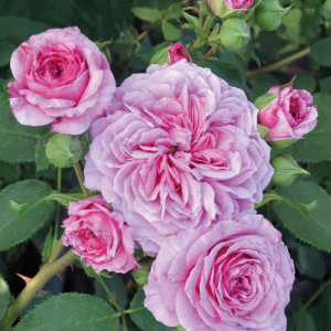 Růže floribunda Marija Frayla ® v květináči 3L