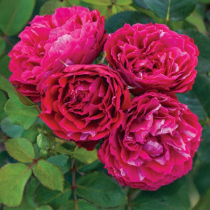 Růže floribunda Konstantina Freska ® v květináči 3L