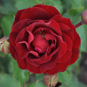 Růže floribunda Morava Reka ® v květináči 3L